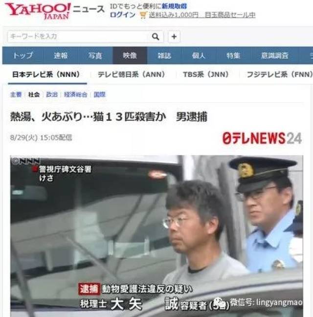 为流浪猫发声:我们在非常努力的活着,请