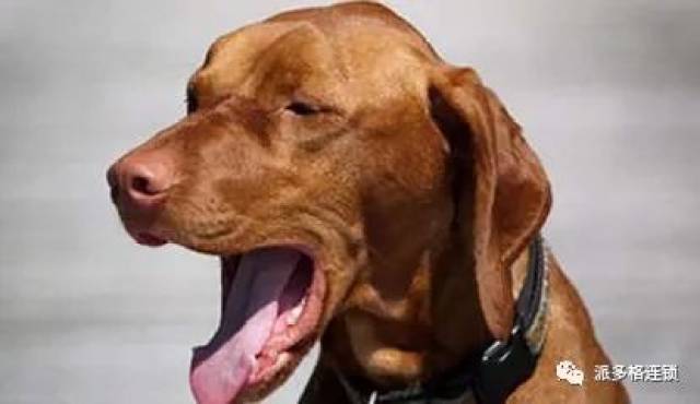 喜欢宠物,却偏偏对狗狗过敏怎么办?