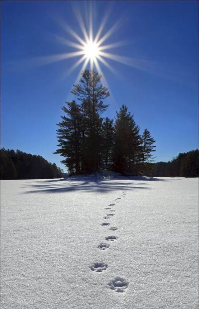 雪后太阳图片