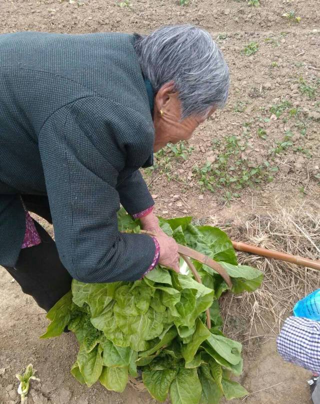 农村老太辛苦种菜却这样处理,旁人说她傻,她却坚持了几十年