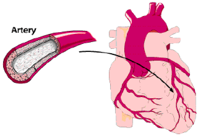 心脏血液循环动图图片