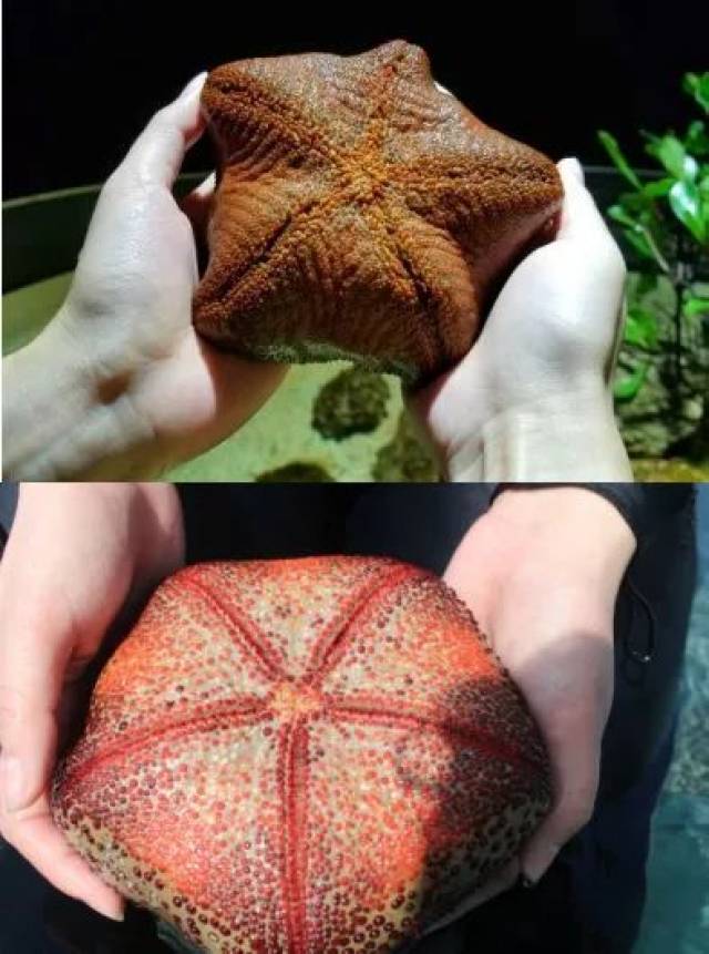 摸一摸面包海星