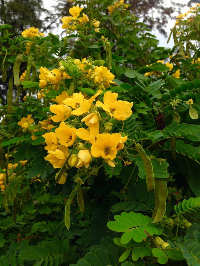 【每日一花】黄槐决明,开花时满树黄花!