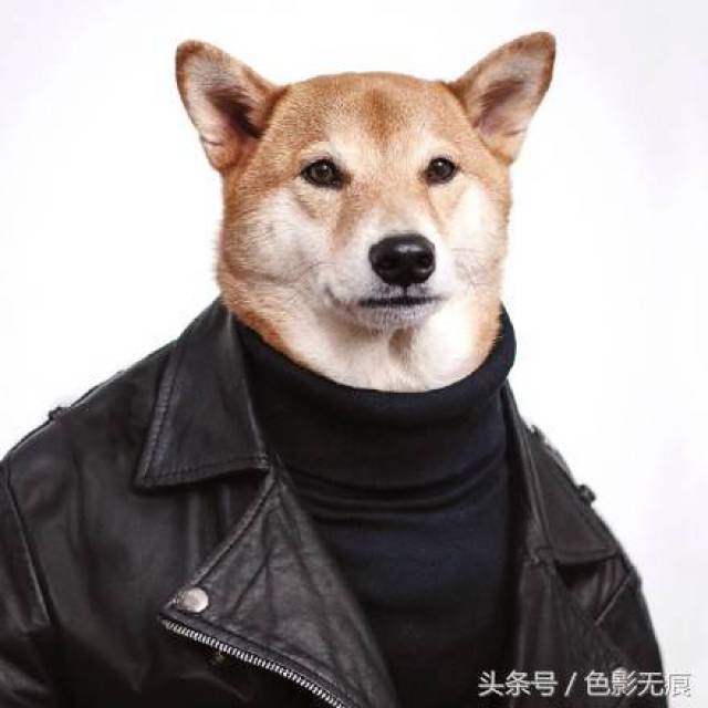 真的会选择像自己的狗狗当宠物吗?答案是肯定