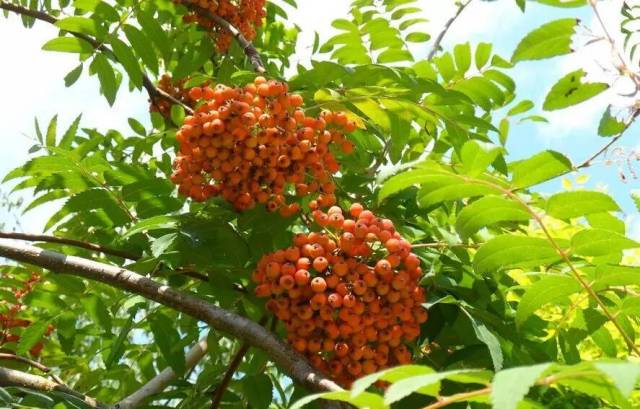 龙岩这60种野果野菜,你吃过几样?