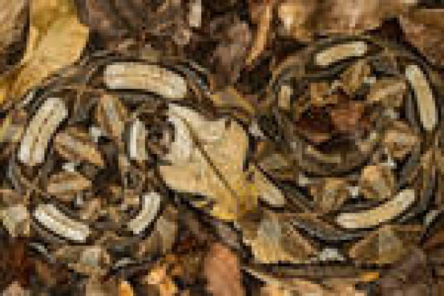 伪装在枯树叶中的蛇.