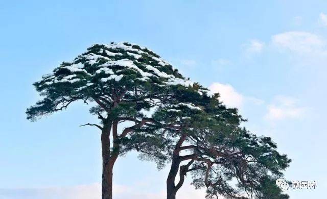 松和人类关系极为密切,人们对松寄予深厚的情感.