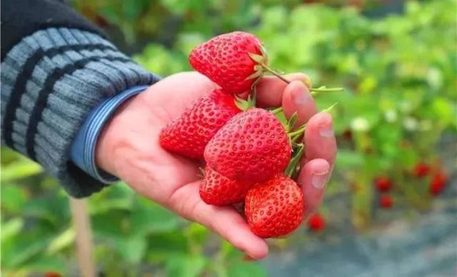 清远最新最全的草莓采摘攻略!周日组队出发吧!