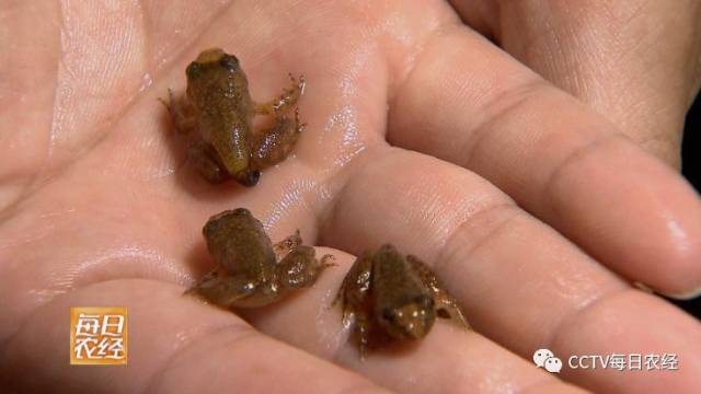 时间已到寒冬,刚脱变成小幼蛙,就不得不准备休眠了～ 石蛙怎么分公的