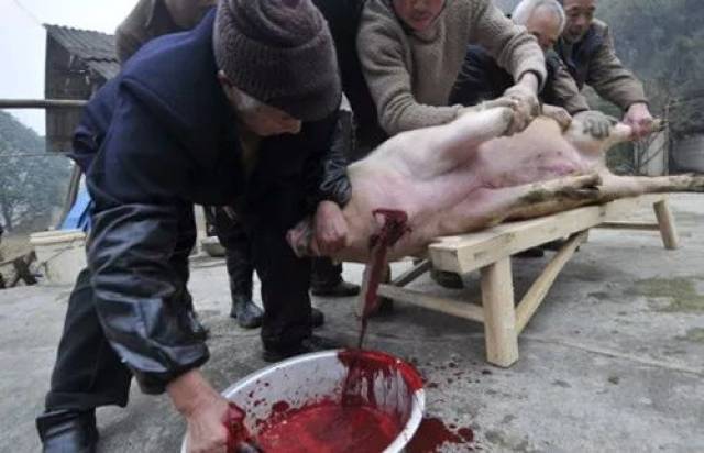 杀猪全过程放血图片
