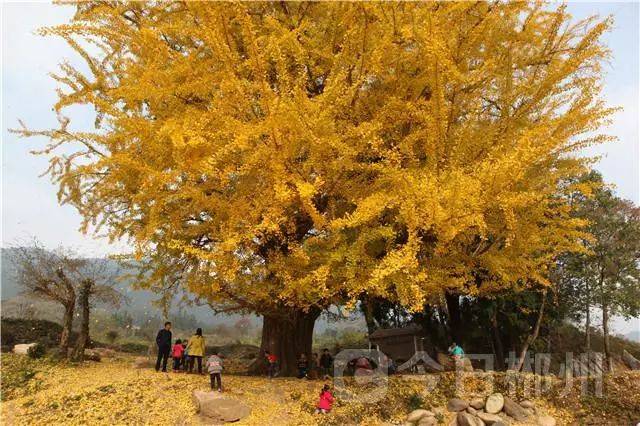 汝城延寿瑶族乡千年银杏