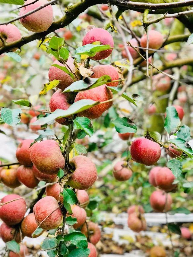 无过度人工干预,让甜心小野向阳面格外强壮,出现了高低肩.