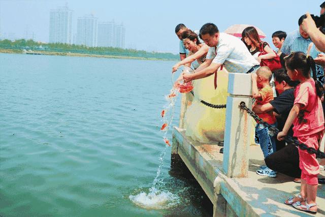 告诉您一件新鲜事!凤凰花卉的放生鱼超级火爆啦!_手机搜狐网