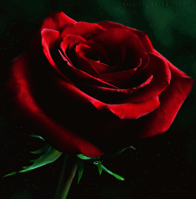 玫瑰花飘扬动态图片图片