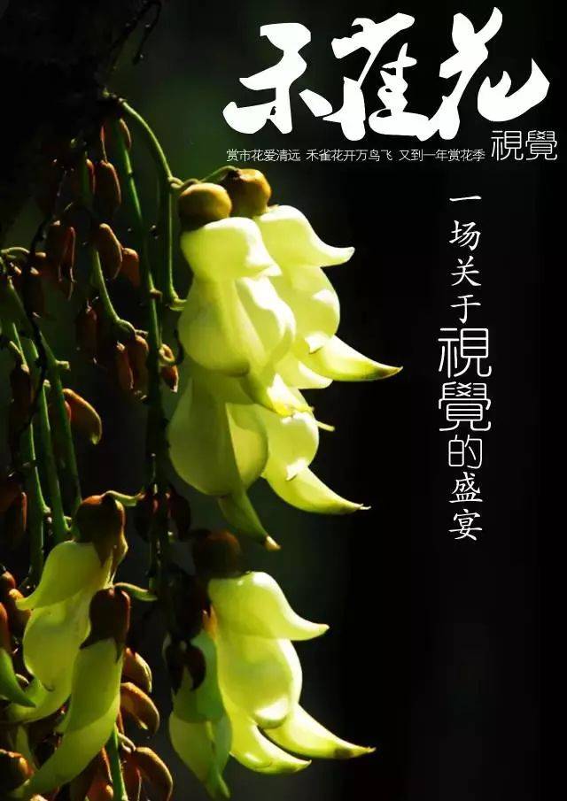 清远市禾雀花基地门票图片