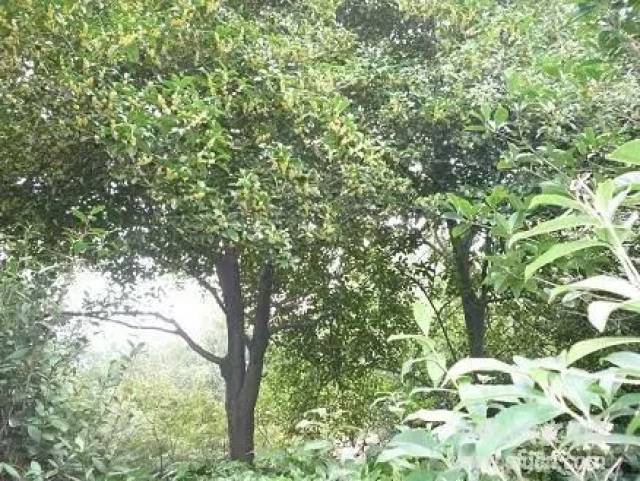 黄楊木 如意 小(HA437-2) 黄杨木如意价格报价行情- 京东