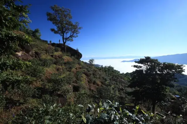 雲南巖茶之奇!_手機搜狐網