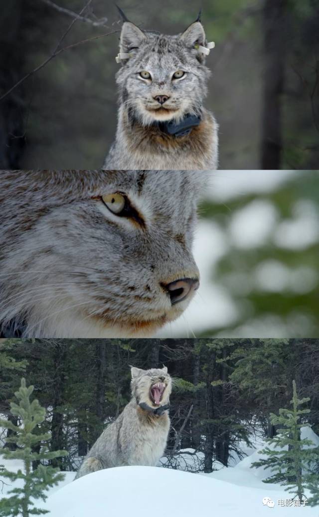 加拿大猞猁生活在北美的育空地区,这里冬天的温度,会低到零下30度.