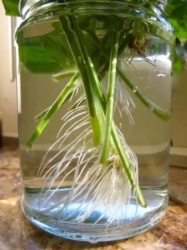 用土种菜太麻烦?试试这些水养蔬菜,几天就可以收获啦 * 阳台种菜