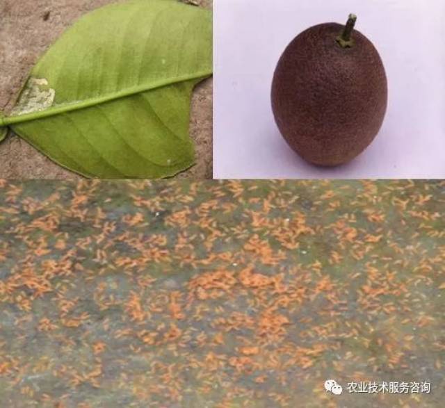 柑橘锈壁虱危害图片图片