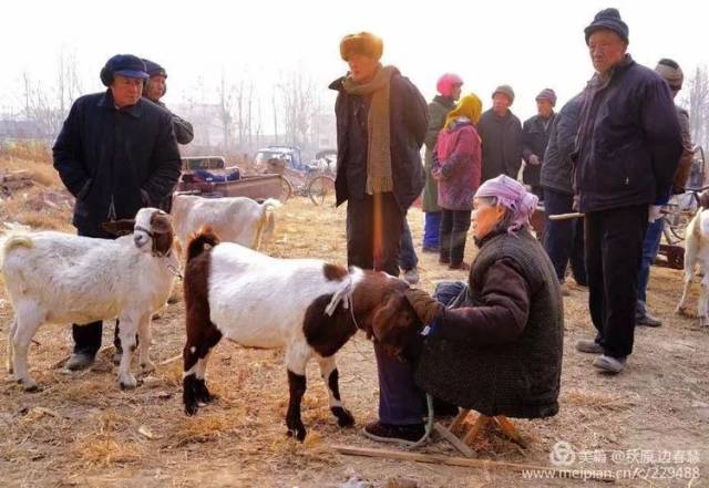 卖羊,买羊_大山谷图库