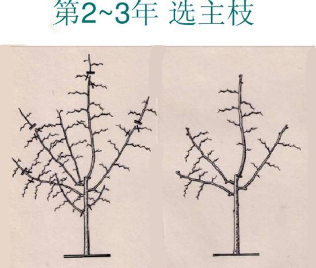 枣树矮化修剪技术图解图片