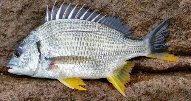 每天认识一种鱼(118)丨黄鳍鲷:肤灰背尖鳍黄的养殖新宠