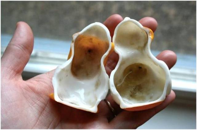 臻儿家居玩具清洁剂提醒——小心,你的孩子可能天天在吃霉菌!