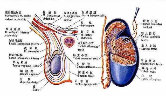 阴囊肿胀是指阴囊壁,睾丸或精索等阴囊内含物,因急慢性炎症,寄生虫