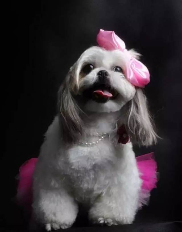 在给狗狗进行雕花染色做造型的时候,宠物美容师难免会遇到狗狗毛量