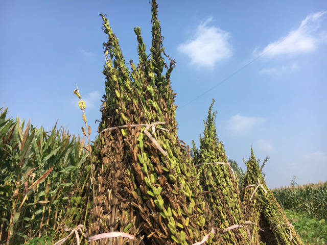 中国油麻黑芝麻原产地主产区是哪些地方这个地方产的最出名