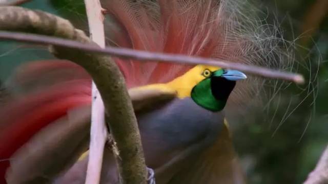 戈氏极乐鸟,堪称鸟中的杀马特担当.