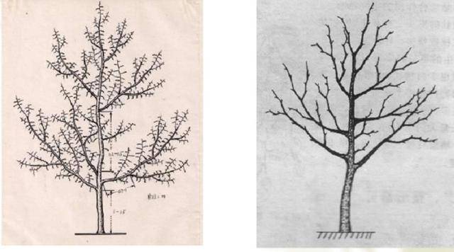 枣树栽培技术 枣树丰产树形及树体结构(上)