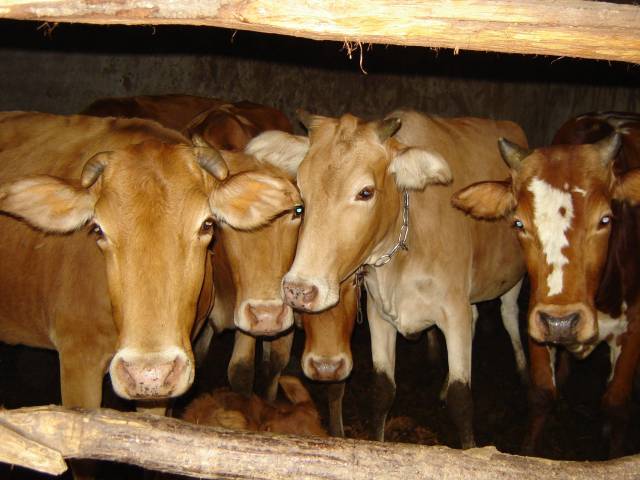 准备养牛的农民你知道吗?