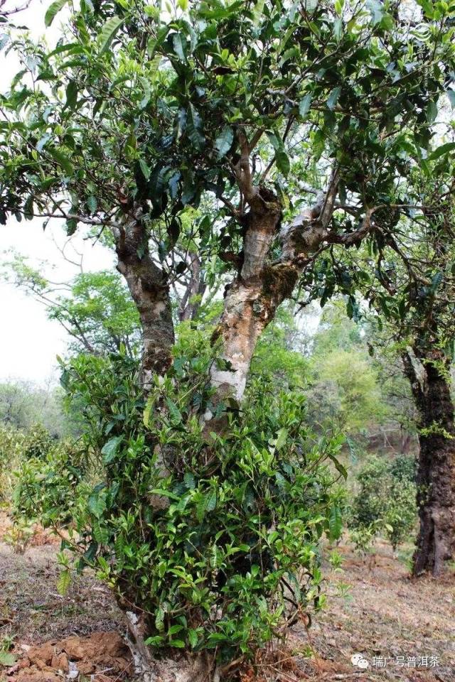 茶树树龄