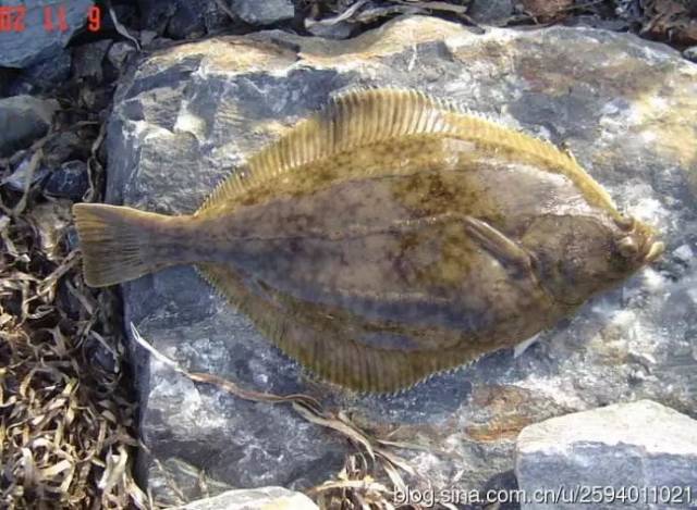 学钓石鲽喜寒畏热是冬钓的好选择附令人垂涎欲滴的吃法