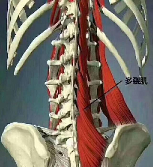 多裂肌的位置图,多裂肌起止点,多裂肌_大山谷图库