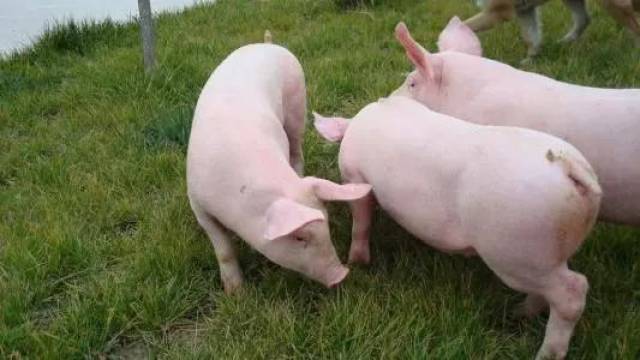 肉,都出自一头苗家土猪 有原生态的生长饲养环境 小猪们吃得开心健康