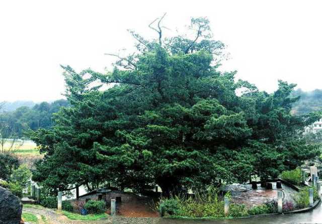 浏阳市小河乡生长着一株1900年的罗汉松!