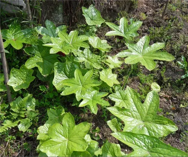 市值最高的抗癌植物,你瞭解幾種?