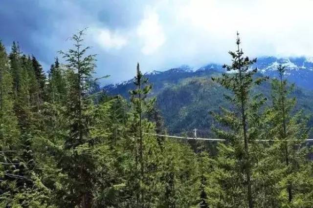 除了雪山圣湖,西藏还有国内最美的森林