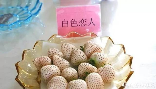 国内首创威海南海新区培育七色彩虹草莓