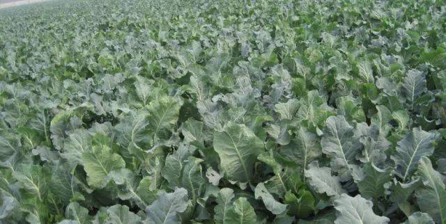 通常,西兰花在生长过程中分为缓苗期,莲座期,结球期,盛收期,各个阶段