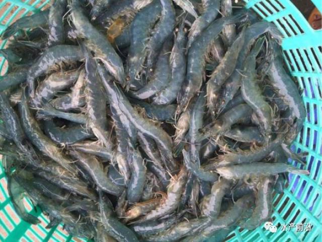 manuel poulain做专题报告,全面解读英伟的零换水生物絮团养虾技术,这