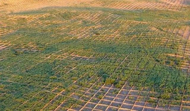 蒙草西乌珠穆沁旗沙地生态治理运用沙障效果