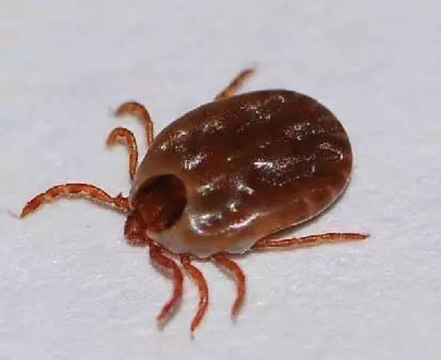 常见的体表外寄生虫有:蜱虫,跳蚤,虱子,蚊子,蠕形螨等.