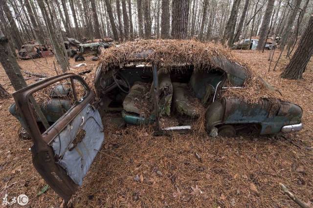 美国汽车坟场 4000辆汽车堆积森林里 废弃的汽车上覆盖厚厚的松针