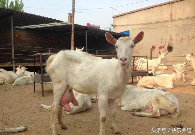 这10种母羊一定要淘汰养羊户千万别不当回事