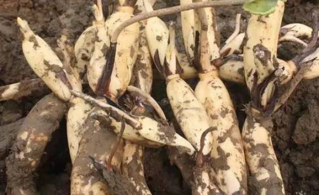 南莲池所产十孔白莲藕