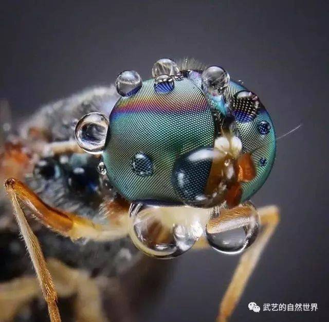 昆虫百态 | 带你虫眼看世界(一)